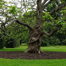 FBP-_0001_beautiful-branches-daylight-109645
