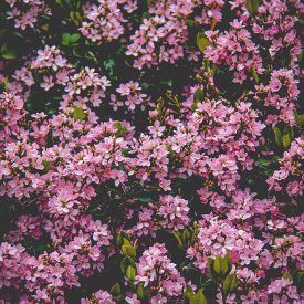 FBP-_0004_beautiful-bloom-blooming-691374