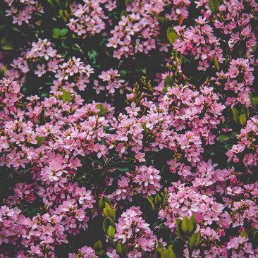 FBP-_0004_beautiful-bloom-blooming-691374