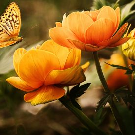 FBP-_FlowerButterfly